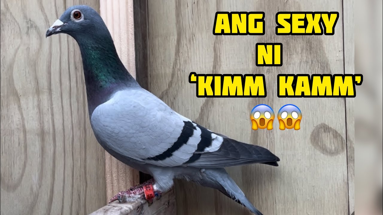 LABANAN NG 11x CHAMPION LINE Vs CHAMPION NG 700km🏆🏆💪💪 #unoloftpigeonracing #racingpigeon