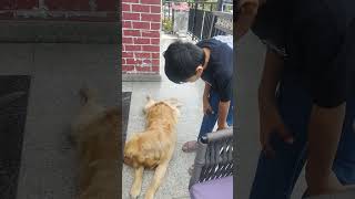 Meet Muffy The Dog!... | #dogs #manali #tripod