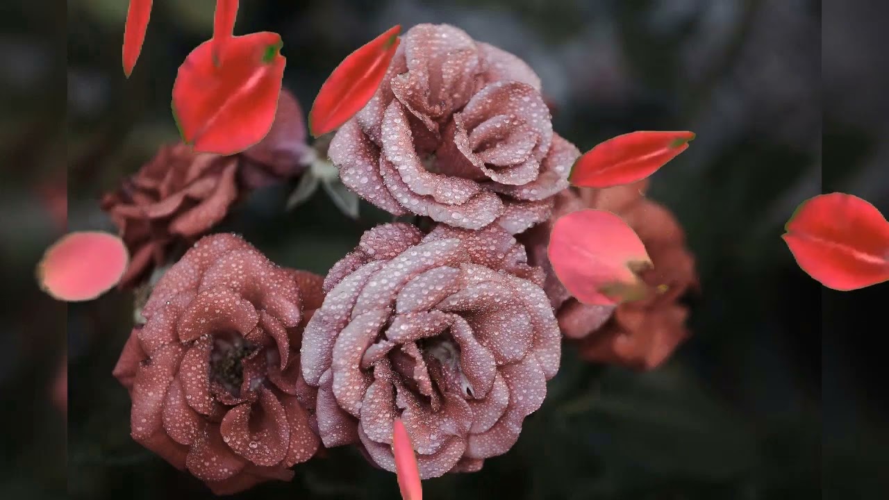 Te amo mi amor Sin ti es tan difícil, te extraño, Me cambiaste la vida Río Roma, Cuando te digo CUID