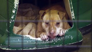 This 14YearOld Pit Bull Is Finally Headed To Her Forever Home | Pit Bulls & Parolees