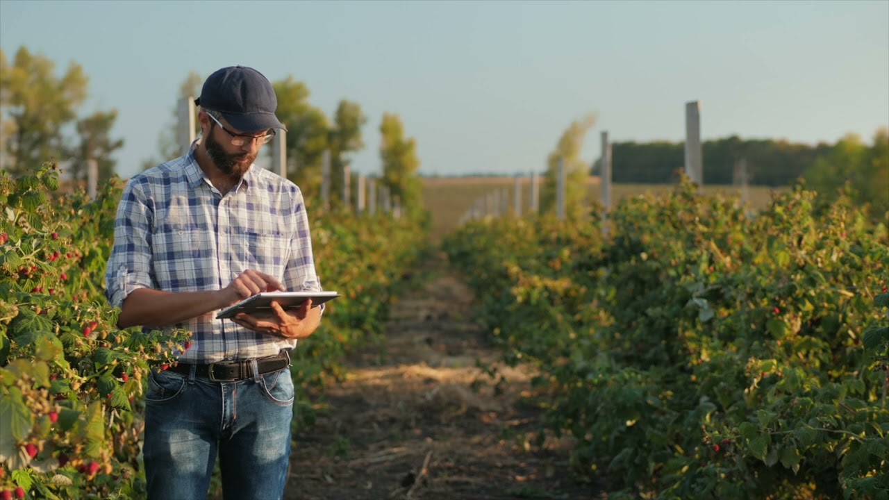 ALLIANCE Blockchain Usage: Arilje Raspberries