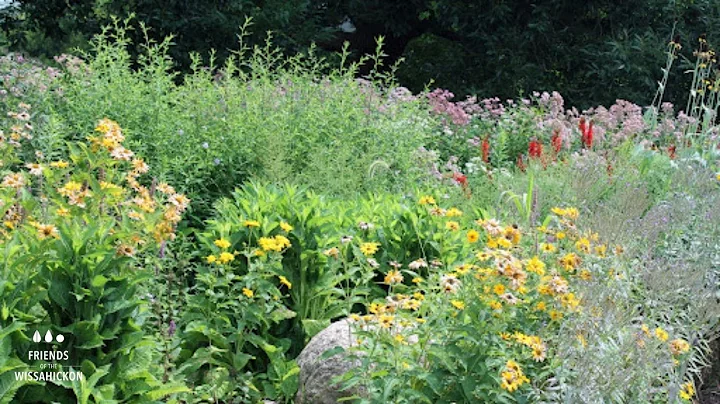 TA Talk: Native Plants with Lisa Stout