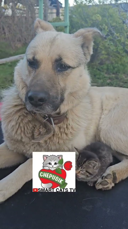 Когда стучится Счастье белой птицей в дом 🌤🏡🐕💓🐈 #catlove 🌏 #love # ...