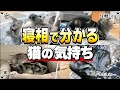 寝相で分かる猫の気持ち "7選"【保護猫】