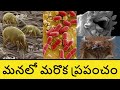Inside the Human Body in Telugu | Telugu Badi | Microbes in Telugu