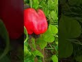 selva