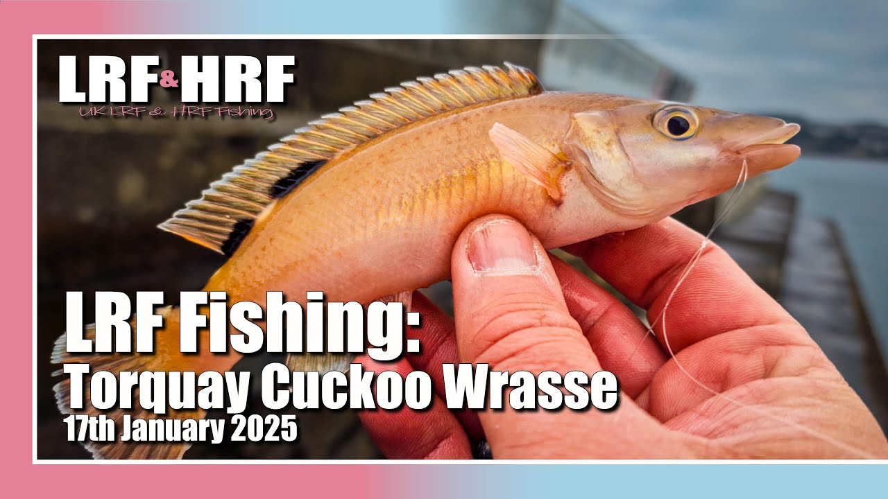 LRF Fishing: Torquay Cuckoo Wrasse, Mackerel & More - YouTube