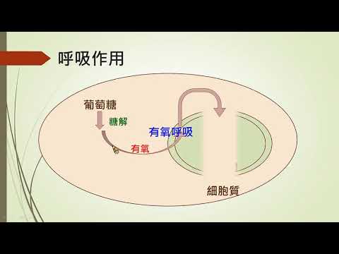 高中生物 簡介呼吸作用