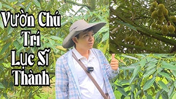 Vườn Chú Trí Lục Sĩ Thành Trà Ôn Vĩnh Long Trúng Mùa Năm Thứ 3. Xanh Lá Trái Đẹp Gai Nhiếm