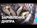 Білий та строкатий товстолоб: як на Черкащині зариблюють Дніпро
