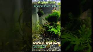 Live plant Aquarium aquarium fish goldfish liveplants mollyfish aquuascaping