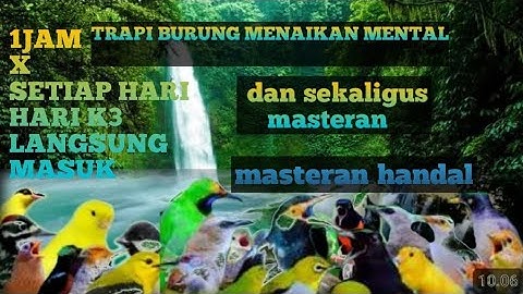 Terapi Air Untuk Semua Burung Macet Bunyi. Menambah Burung semakin Gacor Dor