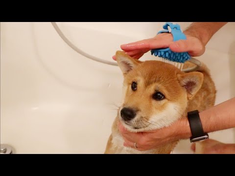 aquapaw-pet-bathing-tool