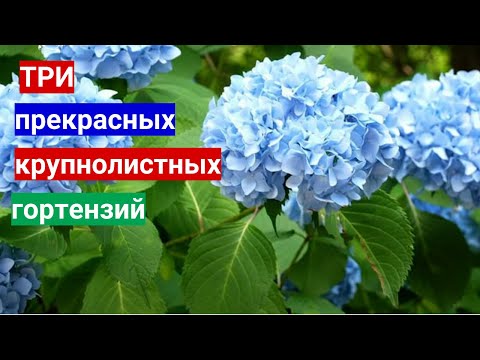 Купите эти гортензии - не пожалеете. А мы подскажим как вырастить