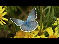 25 butterfly species in Kent UK