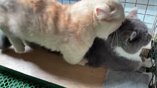 Cat in heat  || Bơ vs Sữao2 || Munchkin Mate || Cat breeding