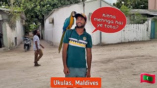 Most Expensive Bird In Maldives People Of Ukulas Island Are Crazy For Birds
