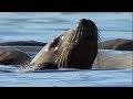 Orcas Attack Sea lion | Nature's Great Events | BBC Earth