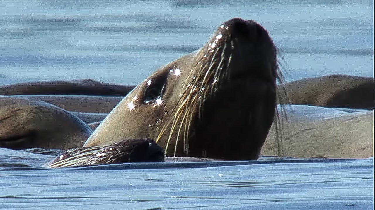 ⁣Orcas Attack Sea lion | Nature's Great Events | BBC Earth