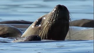 Orcas Attack Sea lion | Nature's Great Events | BBC Earth screenshot 5