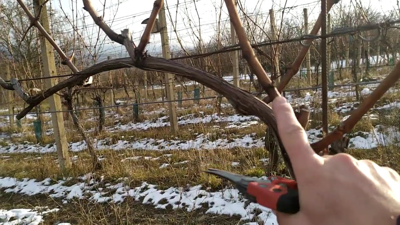 réva vinná_vinice_řez na čípky