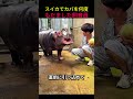 スイカでカバを何度もだました飼育員🤣🍉