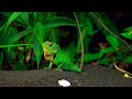 Sony Camcorder FDR-AX100 Sample 4K Video- The Green Garden Lizard (Calotes calotes) 4K/30fps