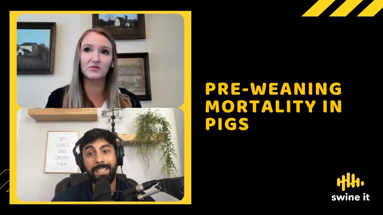 Pre-weaning mortality in pigs - Dr. Brooke Smith - YouTube