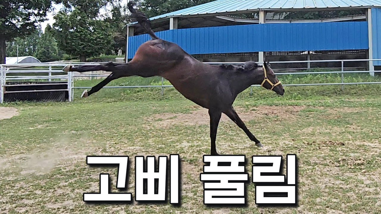 경주마를 3년만에 넓은 땅에 풀어주면 생기는 일