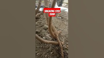 Ternyata tanam singkong stek tidur lebih berbuah banyak #tips #menanamsingkong #buahlebat #shorrts