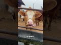 Did you know cows moo in different accents? #animals #facts #interesting #wildlife # #wildanimals