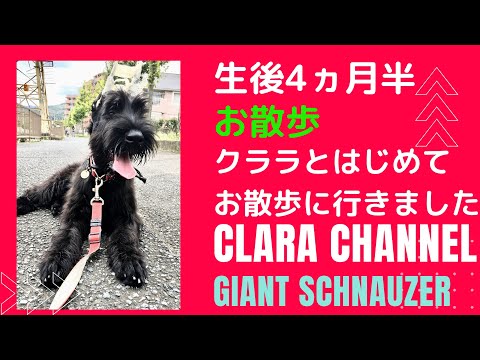 【大型犬　子犬】はじめてのお散歩です【giant schnauzer】ジャイアントシュナウザー