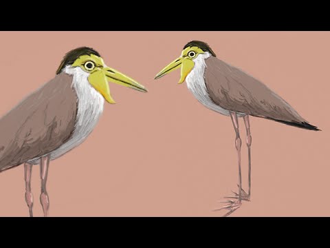 Masked Lapwing - Digital Painting Outdoors #26 - Masked Lapwing - Digital Painting Outdoors #26