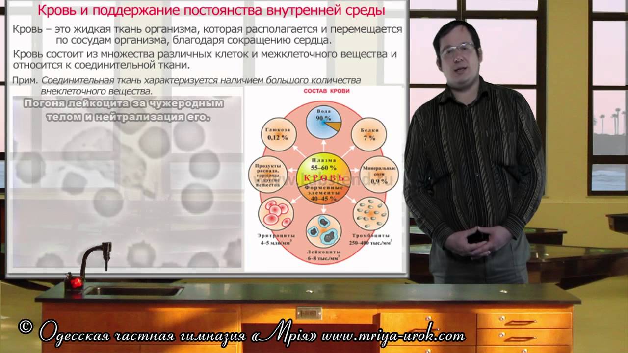 Кровь и поддержание постоянства внутренней среды - YouTube