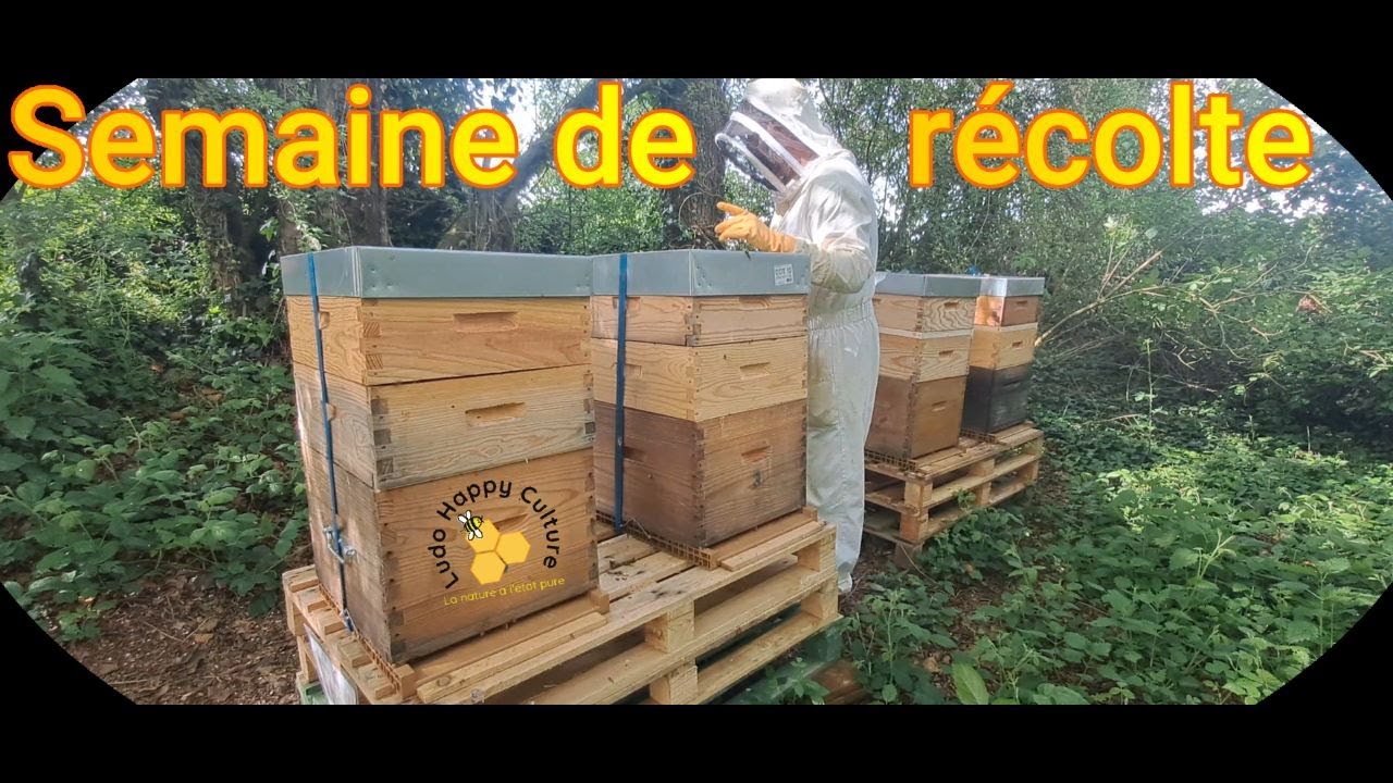 Une semaine de Récolte, miel de Printemps