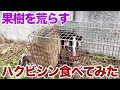 果樹を荒らすハクビシン食べてみた