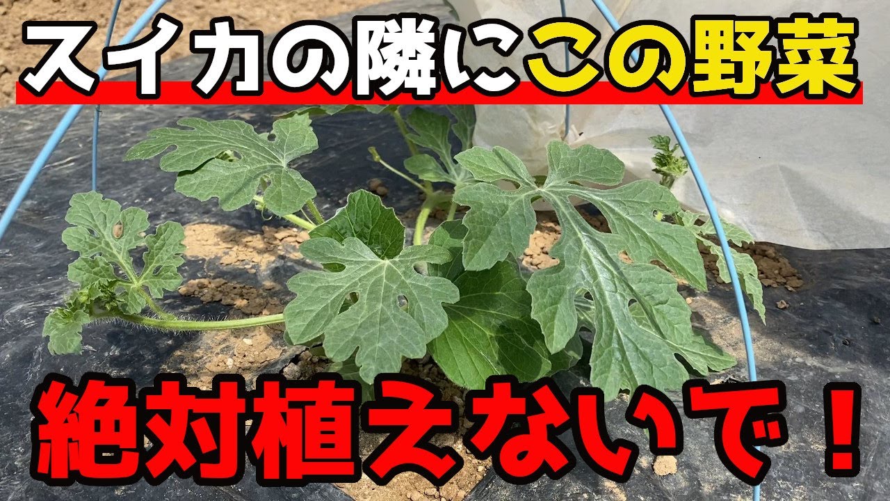 たんすいかぶつです。 すいか】相性最悪！隣に植えると悪影響がでる野菜を紹介します。【家庭