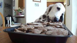 Duke The Basset & The Christmas Biscuits by lovebassetcrap 493 views 13 years ago 7 seconds