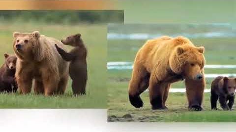 Video một số con vật sống trong rừng YouTube