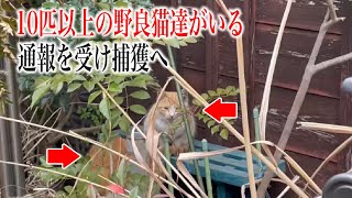 【悩み】10匹以上未知数の野良猫達がいる地帯に捕獲に入る。リリースする勇気が持てない【前編】