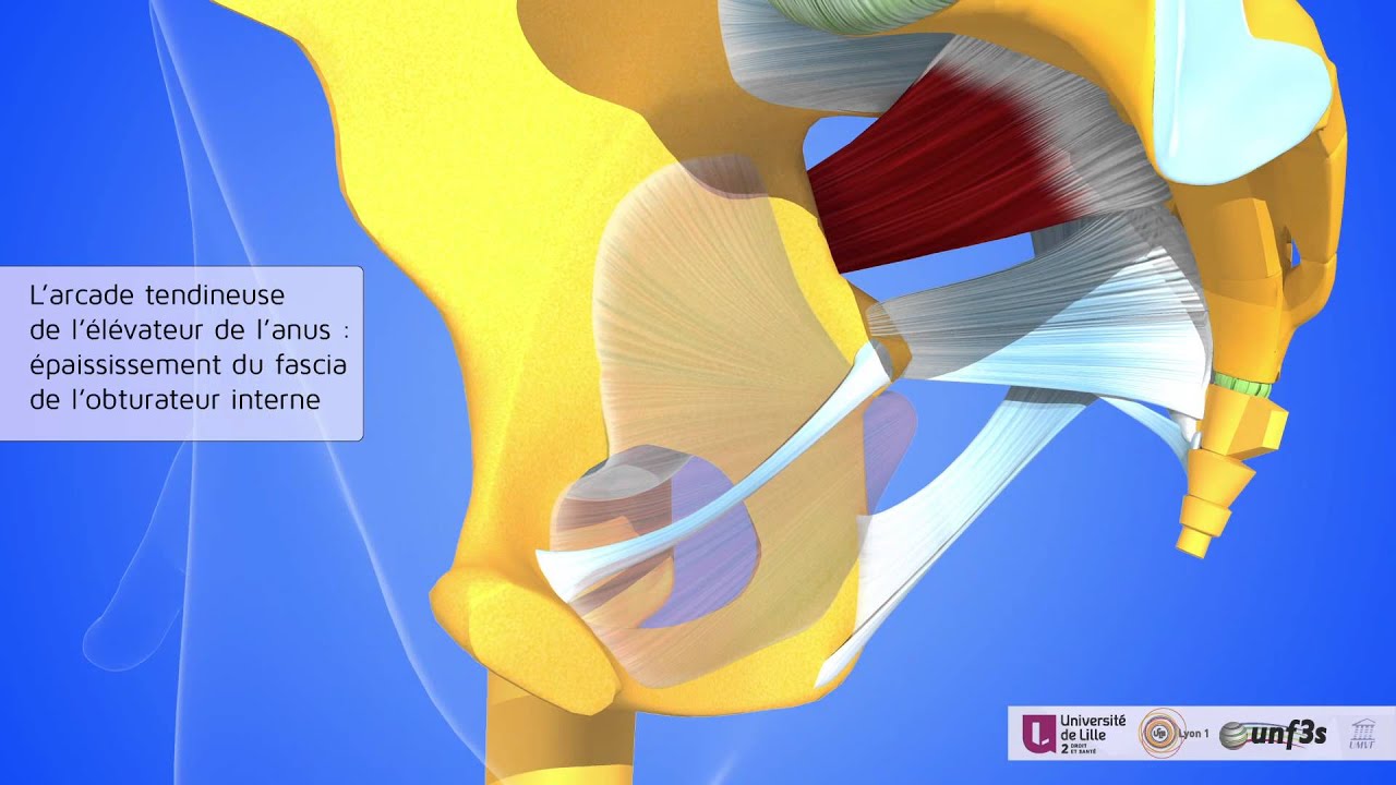 L'obturateur interne. L'arcade tendineuse de l'élévateur