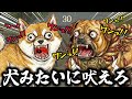 鼓膜を消し去りたい人だけ見てください。【わんわんバトル】