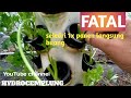 KESALAHAN FATAL CARA PANEN SELEDRI HYDROPONIC |TANAM SELEDRI HIDROPONIK | VERTICAL TOWER HYDROPONICS