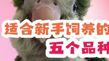 适合新手饲养的鹦鹉品种#虎皮鹦鹉 #牡丹鹦鹉 #小太阳鹦鹉 #和尚鹦鹉 #塞内加尔鹦鹉