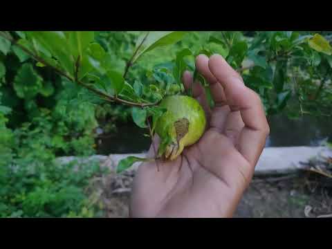 Jenis Buah Delima Putih