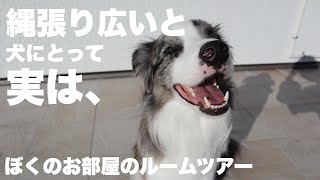 【建売戸建て】犬の部屋少しだけ変えました。 by サスケん家 1,136 views 2 months ago 5 minutes, 33 seconds