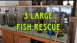 3 Large Fish Rescued