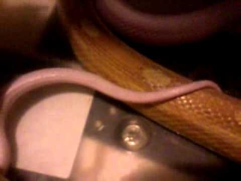 corn snake morphs Corn snakes breeding