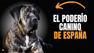 ¿Conoces al Presa Canario? Te contamos 9 cosas que te harán respetar y querer a este perro increíble