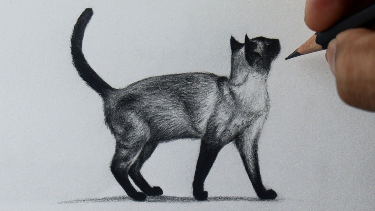 Como desenhar um gato preto  Tutorial de desenho passo a passo